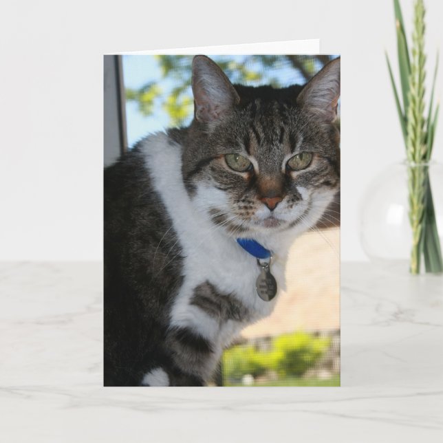 Tarjeta de felicitación Softy Blank (Anverso)