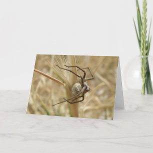 Tarjeta de felicitación Spider and Egg Sac