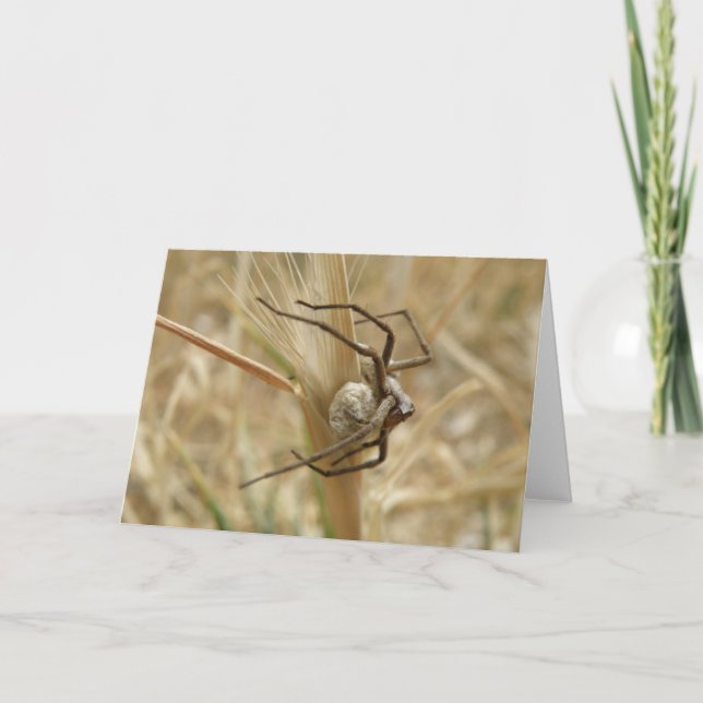 Tarjeta de felicitación Spider and Egg Sac (Anverso)