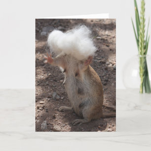 Tarjeta de felicitación Squirrel vs Samoyed Fur