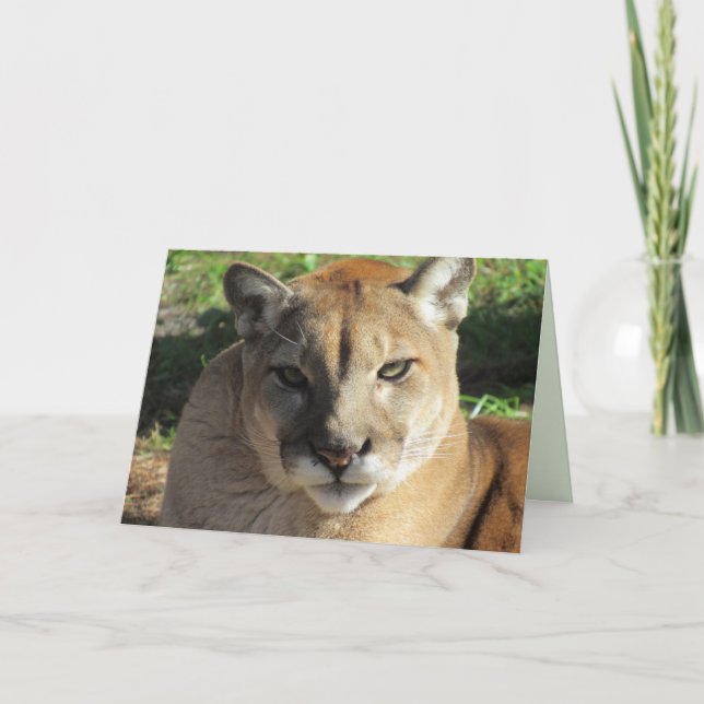 Tarjeta de felicitación Stern Cougar (Anverso)