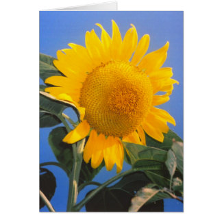 Tarjeta de felicitación Sunflower Blue Sky
