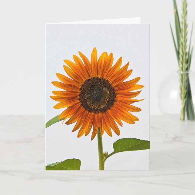 Tarjeta de felicitación Sunflower de verano por la (Anverso)