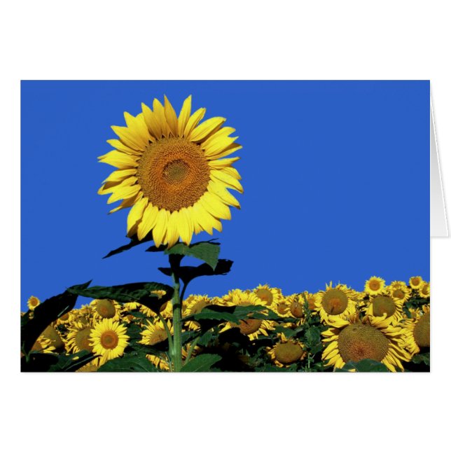 Tarjeta de felicitación Sunflower Floral Blank (Anverso (Horizontal))