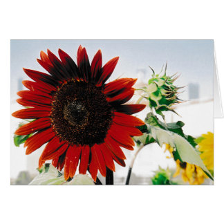 Tarjeta de felicitación Sunflower Red Brown