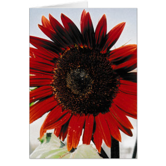 Tarjeta de felicitación Sunflower Red Brown