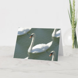 Tarjeta de felicitación - Swans en color