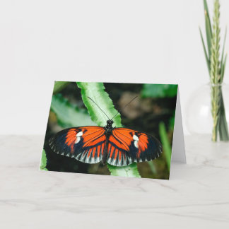 Tarjeta de felicitación Tropical de Mariposa