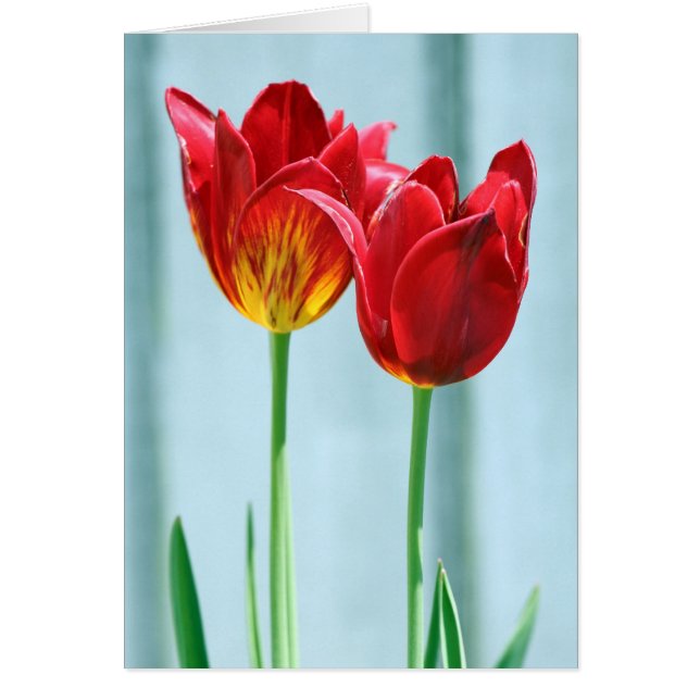 Tarjeta de felicitación Tulip (Frente)
