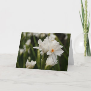 Tarjeta de felicitación White Jonquils