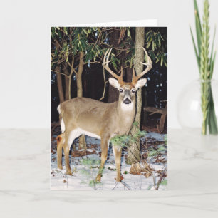 Tarjeta de felicitación White Tail Buck