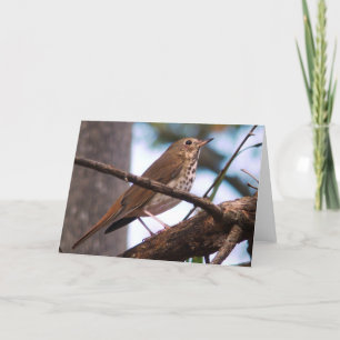 Tarjeta de felicitación Wood Thrush