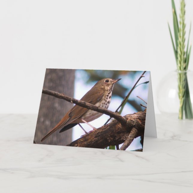 Tarjeta de felicitación Wood Thrush (Anverso)