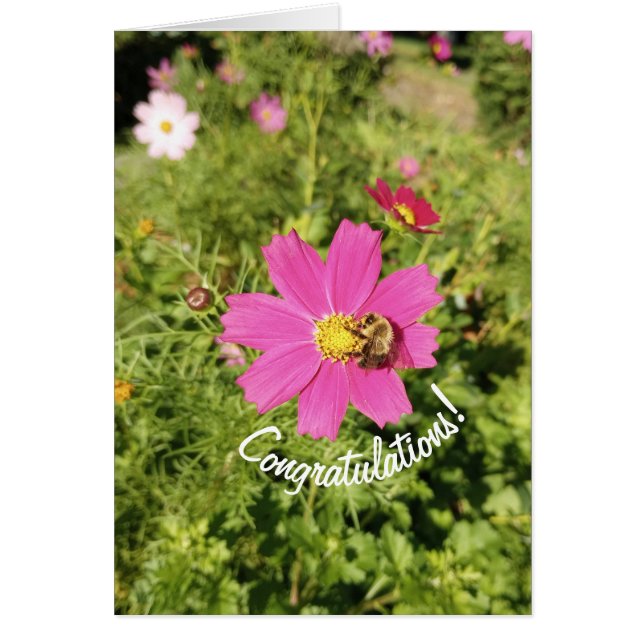 Tarjeta de felicitaciones a las flores de Cosmos r (Frente)