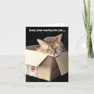 Tarjeta de felicitaciones al gato bengalí "Perdón