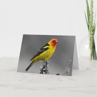 Tarjeta de felicitaciones americana del pájaro