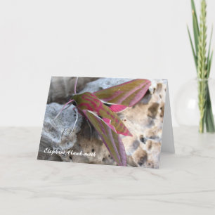 Tarjeta de felicitaciones de la Halcón-polilla del