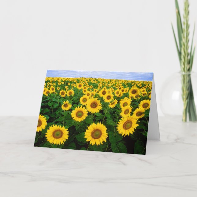 Tarjeta de felicitaciones de los girasoles (Anverso)