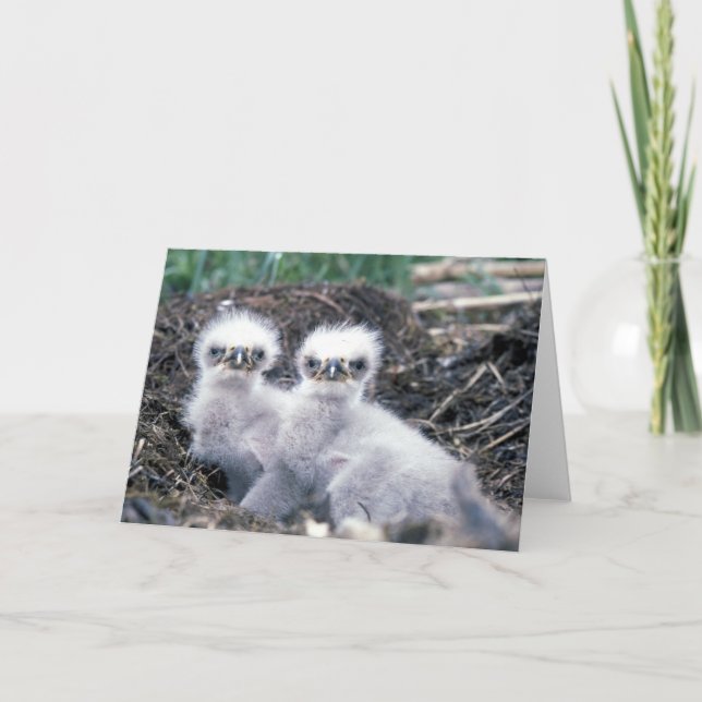 Tarjeta de felicitaciones de los polluelos de (Anverso)