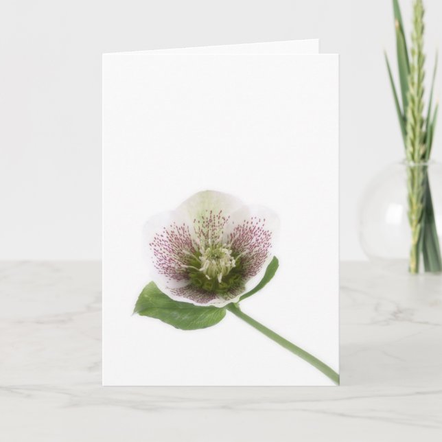 Tarjeta de felicitaciones en blanco del Hellebore (Anverso)