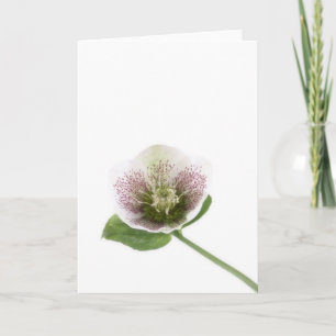 Tarjeta de felicitaciones en blanco del Hellebore