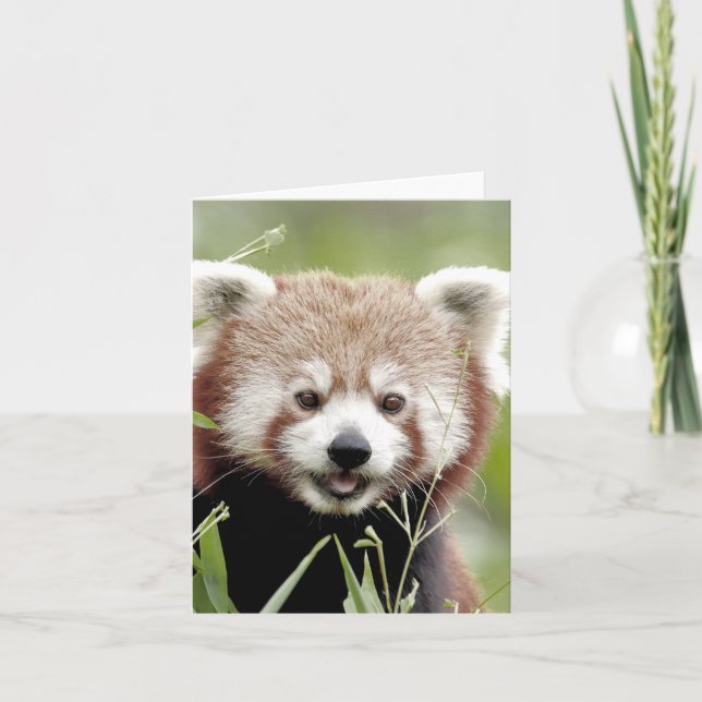 Tarjeta de felicitaciones Foto panda roja , animal (Anverso)