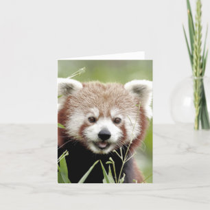 Tarjeta de felicitaciones Foto panda roja , animal