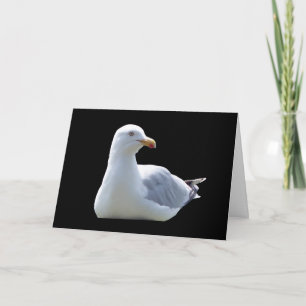 Tarjeta de Felicitaciones Gaviota – Ave Gaviota Co
