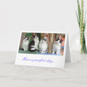 Tarjeta de felicitaciones: Línea de gatitos hacia 