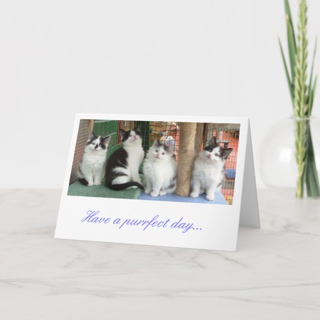 Tarjeta de felicitaciones: Línea de gatitos hacia  (Anverso)