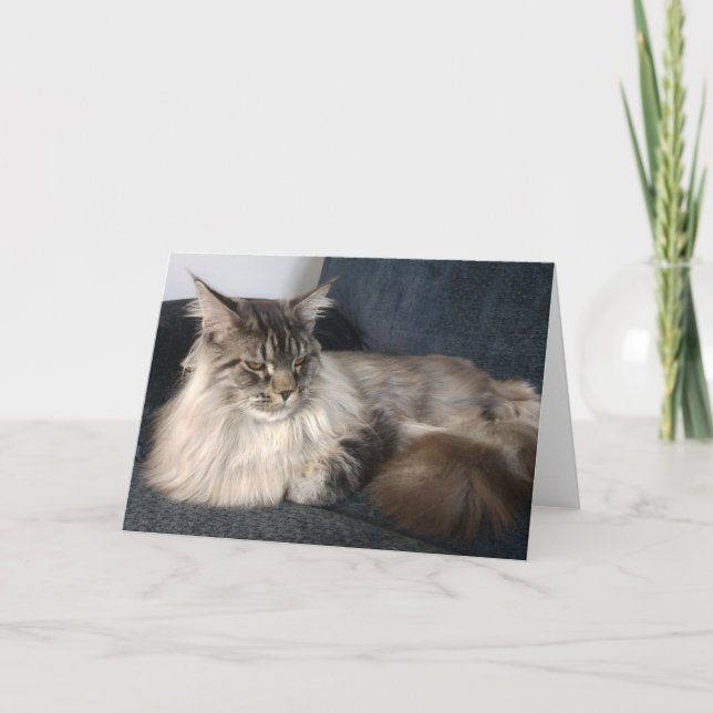 Tarjeta de felicitaciones para gato Maine Coon (Anverso)
