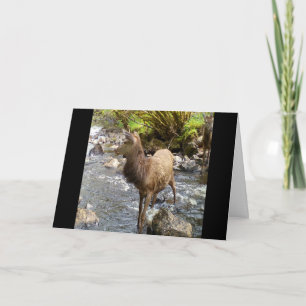 Tarjeta de felicitaciones para jóvenes Red Deer St