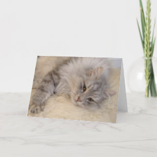 Tarjeta de felicitaciones siberiana del gato