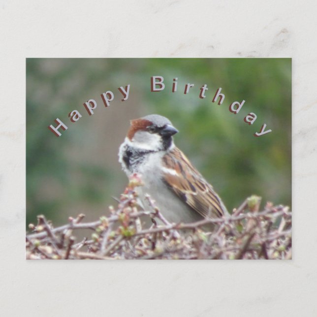 Tarjeta de Feliz Cumpleaños de Gorrión Adorable (Anverso)