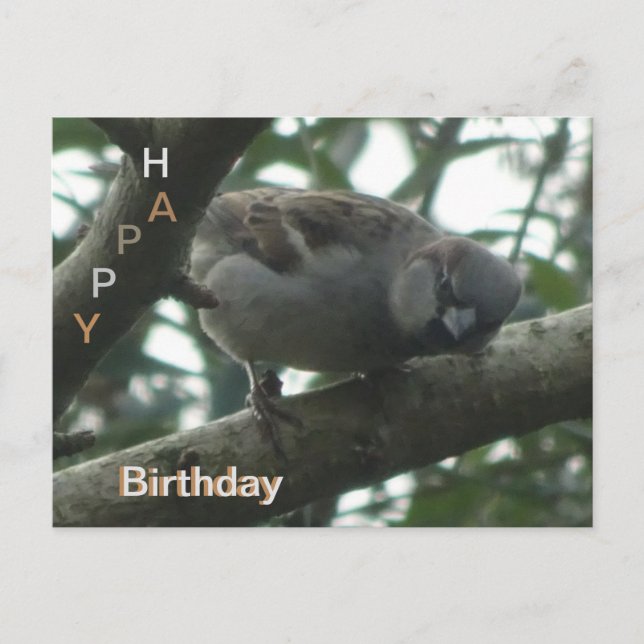 Tarjeta de Feliz Cumpleaños Gorrión Lindo Primer P (Anverso)
