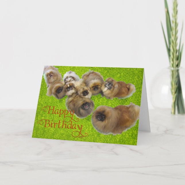 Tarjeta de Feliz Cumpleaños para Pekinés (Anverso)