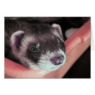 Tarjeta de ferret de Sable