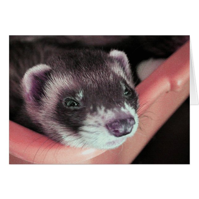 Tarjeta de ferret de Sable (Anverso (Horizontal))