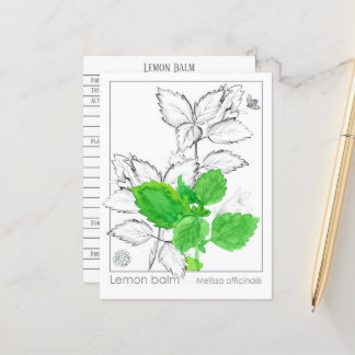 Tarjeta de flash herbal Lemon Balm Materia Medicin