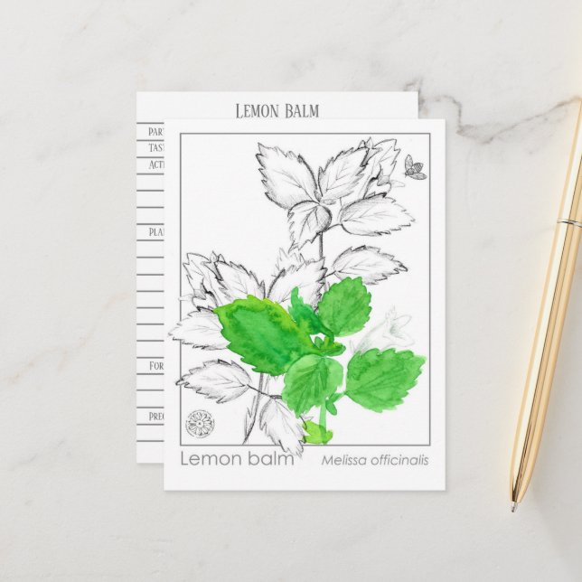 Tarjeta de flash herbal Lemon Balm Materia Medicin (Anverso/Reverso In Situ)