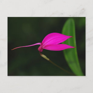 Tarjeta de Flor