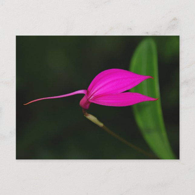 Tarjeta de Flor (Anverso)