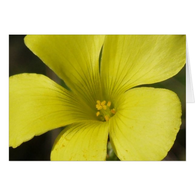 Tarjeta de flor amarilla (Anverso (Horizontal))