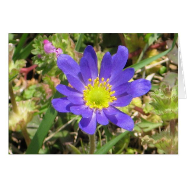 Tarjeta de Flor Azul (Anverso (Horizontal))
