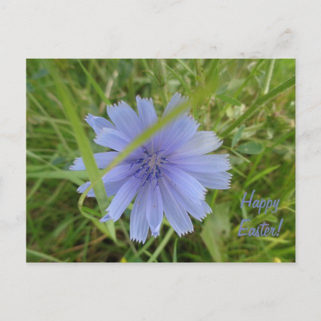Tarjeta de Flor Azul dulce de Pascua (Anverso)