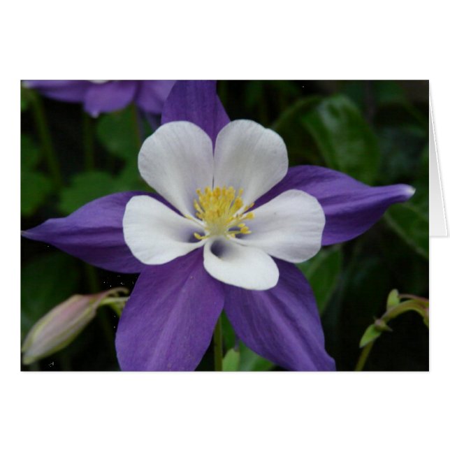 Tarjeta de flor blanca y púrpura de Columbine (Anverso (Horizontal))