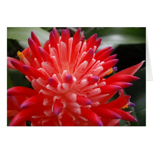 Tarjeta de Flor Bromeliad (Anverso (Horizontal))