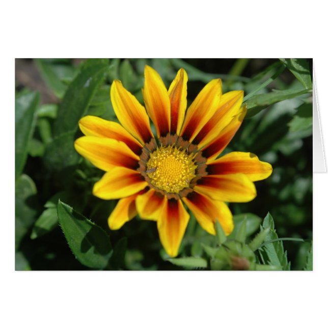 Tarjeta de flor de blanco (Anverso (Horizontal))