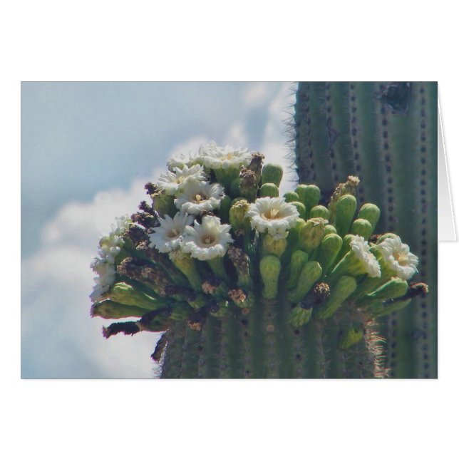 tarjeta de flor de cactus saguaro (Anverso (Horizontal))