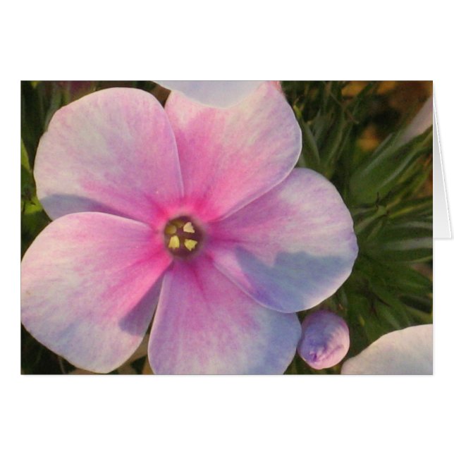 Tarjeta De Flor De Cuatro O'Clock (Anverso (Horizontal))